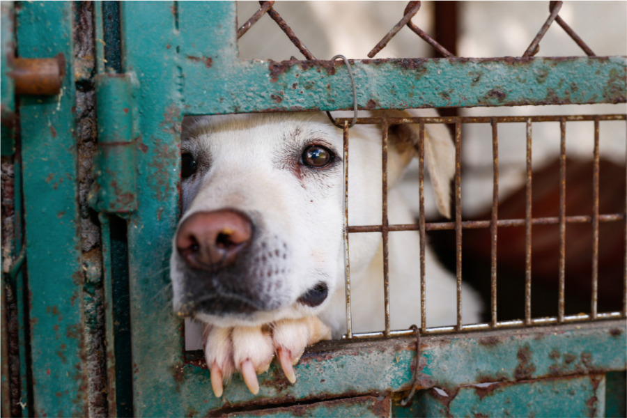 Maltrato animal qué es como y dónde denunciarlo