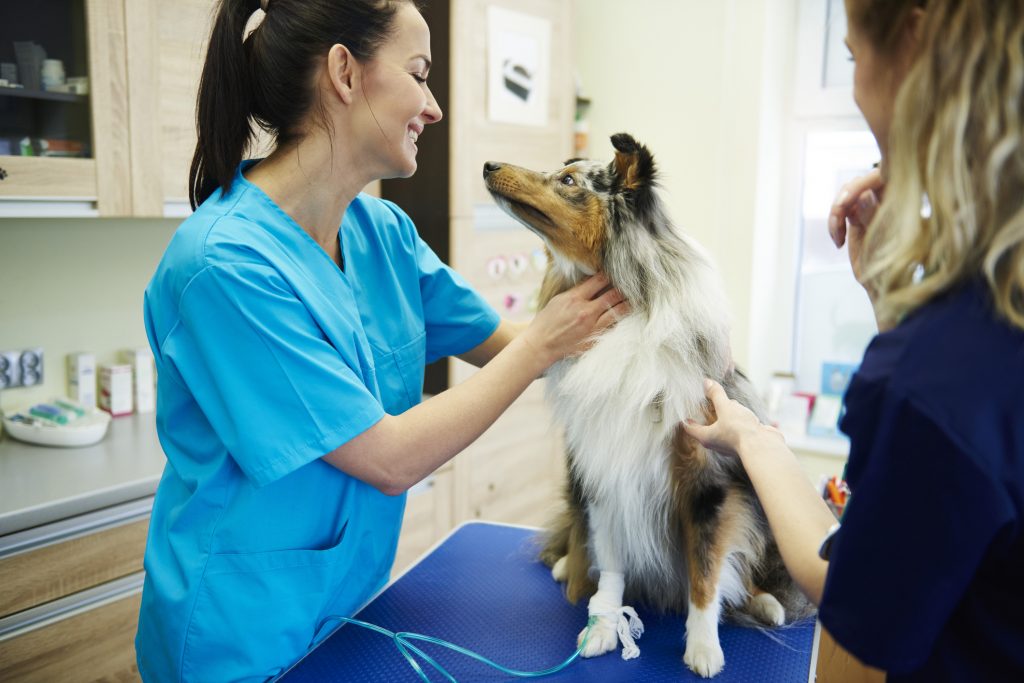 Hospital veterinario consultas para mascotas