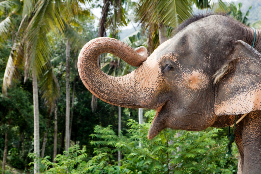 Cuidar elefantes en Tailandia