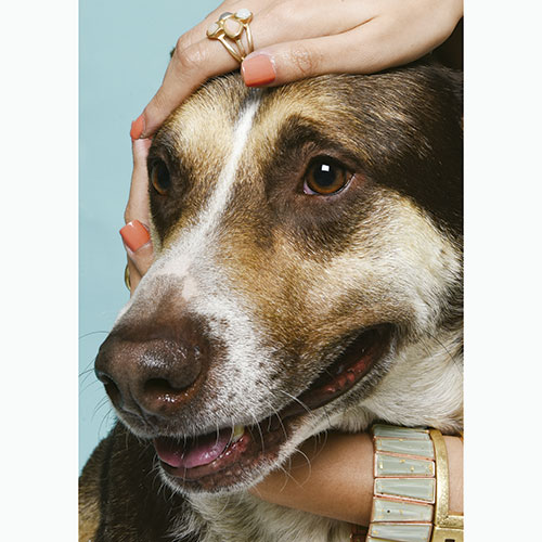adopción