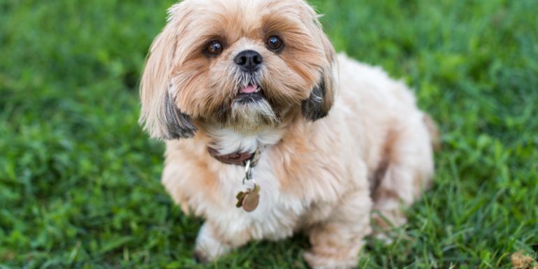 Un perro saludable es dormido en Estados Unidos para que pudiera ser ...