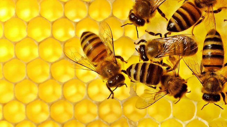 dia abejas miel beneficios como usar