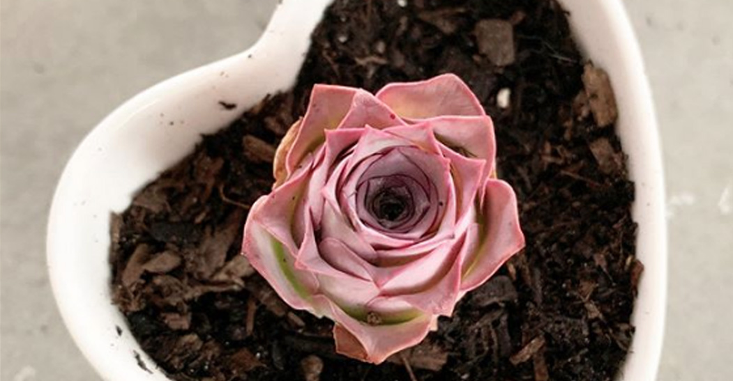 Te presentamos la «rosa eterna» natural – Revista Cosmopolitan