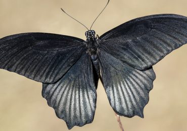 mariposa-negra-significado