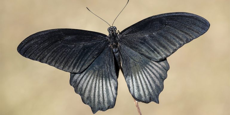 Has Visto Una Mariposa Negra Su Significado No Es Tan Aterrador Como Pensabas Revista Cosmopolitan