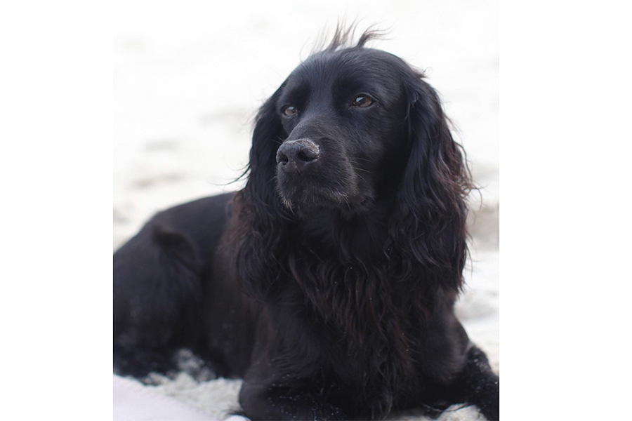perrito Lupo Duques de Cambridge