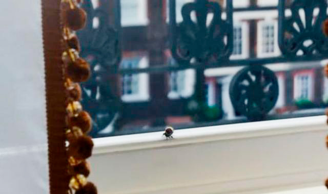 Así será la segunda temporada de "Bridgerton" y su relación con las abejas