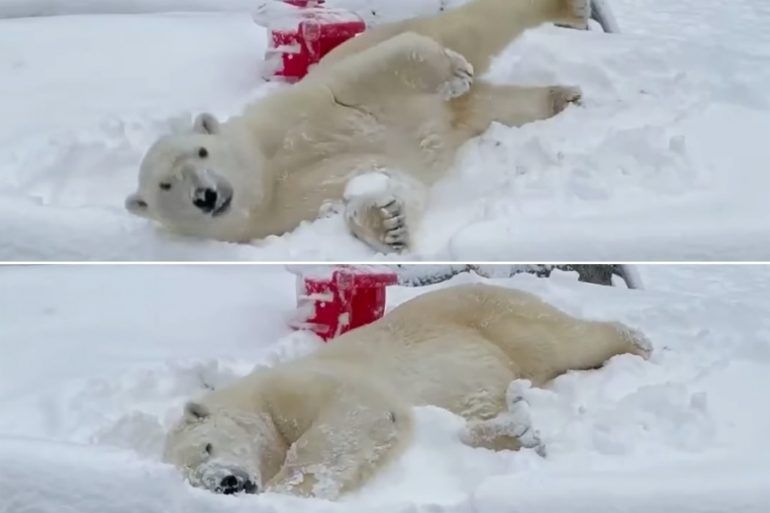 VIDEO: Oso polar disfruta de nevada en zoológico y tiene el día más feliz de su vida