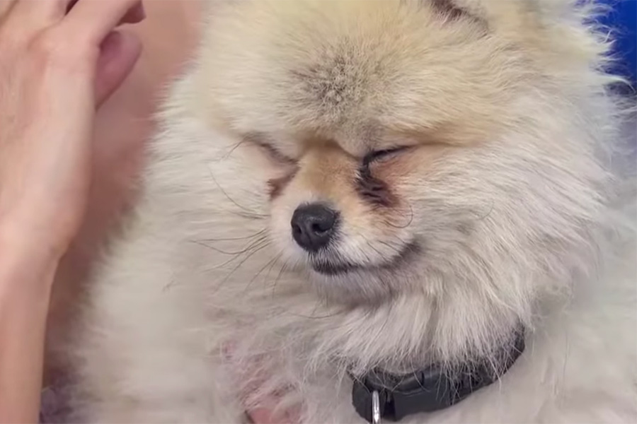 VIDEO: "Tomasito", el perrito de la fallecida Magda Rodríguez, llora en programa porque la extraña