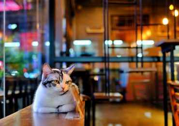 Cafés de gatos que debes conocer