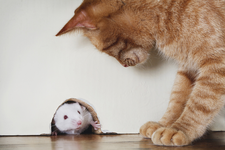 felino y raton observandose de manera mutua