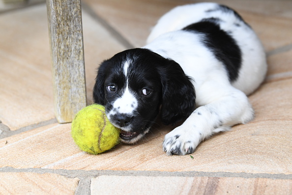 perro mordiendo una pelota de tenis