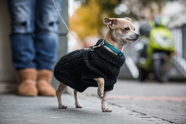 mejores perros para vivir en departamentos chihuahua