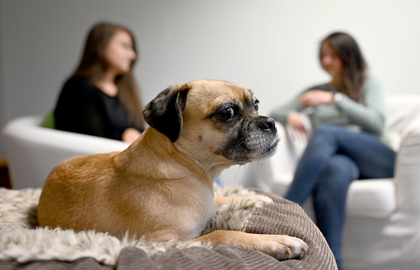 mejores perros para vivir en departamentos pug