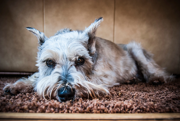 mejores perros para vivir en departamentos schnauzer
