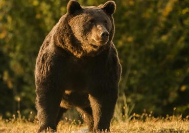 Acusan a príncipe de Liechtenstein de matar al oso pardo "más grande" de Rumanía