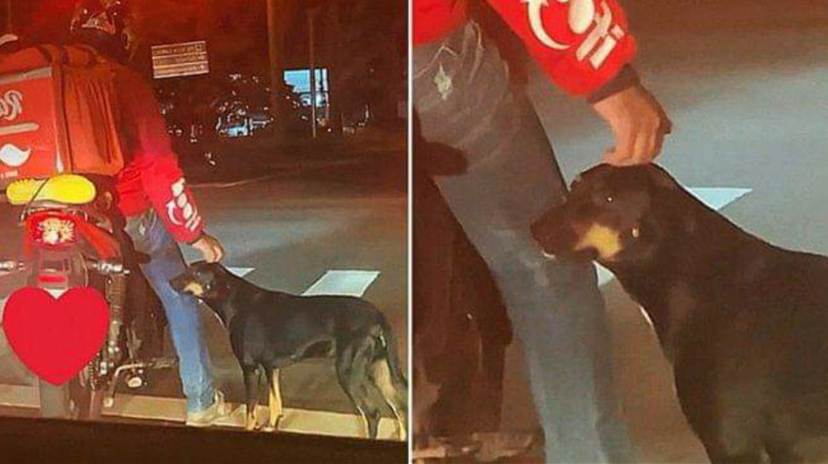 perrito en semaforo pide cariño repartidor lo adopta