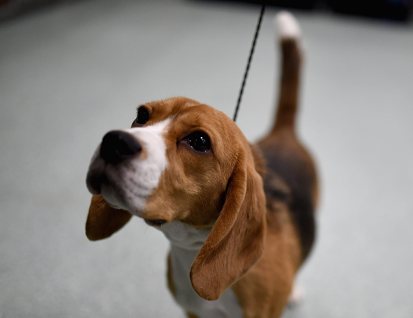 perro raza beagle
