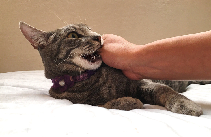por que los gatos muerden los dedos