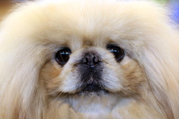 raza perro pekines