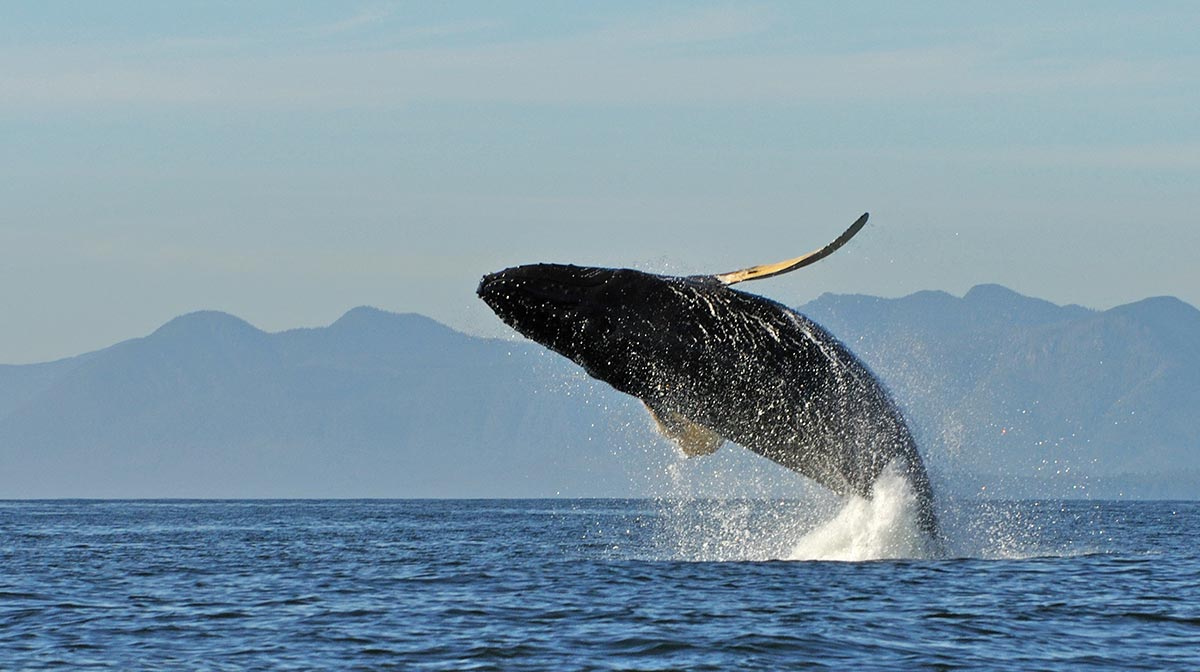 Una ballena se 'traga' a un pescador y luego lo escupe vivo