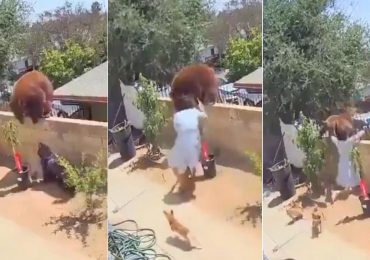 Mujer enfrenta a un oso para defender a sus perritos en el patio de su casa