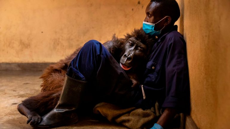 La historia de la foto viral de la gorila huérfana que murió en brazos de su amigo y cuidador