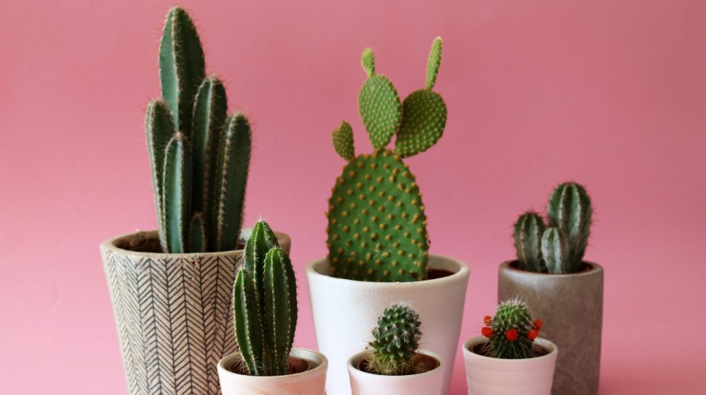 10 plantas de interior resistentes y fáciles de mantener para tu casa: Cactus