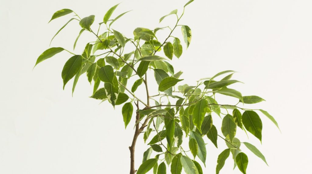 10 plantas de interior resistentes y fáciles de mantener para tu casa: Ficus