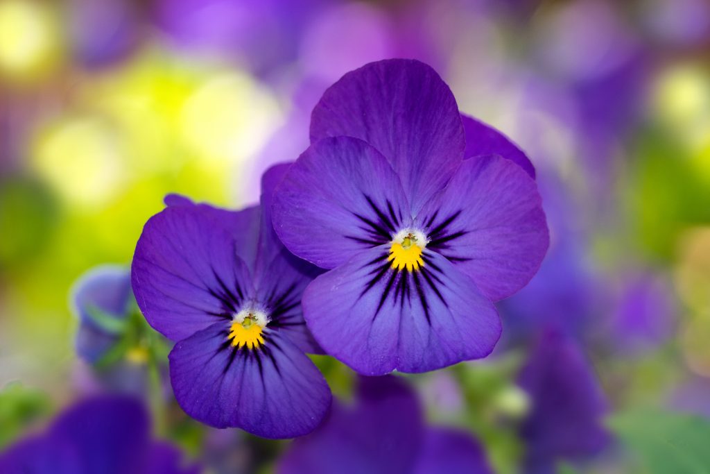 Florifagia: 3 flores que puedes añadir a tus platillos favoritos – Revista  Cosmopolitan