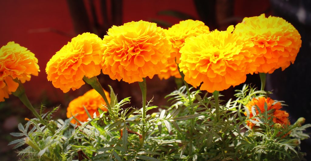 5 Flores que están relacionadas con el Día de Muertos y su significado  místico – Revista Cosmopolitan